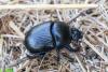 Geotrupes sp.